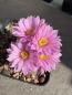 Preview: Echinocereus pulchellus amoenus